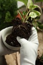 Person holding house plant with soil above table, closeup Royalty Free Stock Photo