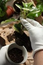Person holding house plant with soil above table Royalty Free Stock Photo