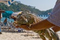 Person holding Iguana on beach Royalty Free Stock Photo