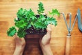 Person holding a kale plant on a rustic table Royalty Free Stock Photo