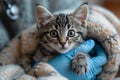 a person is holding a kitten in their hands Royalty Free Stock Photo