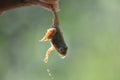 A person holding the leg of a frog Royalty Free Stock Photo