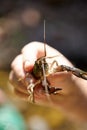 Person holding a live freshwater lobster