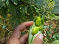 Person holding open fava bean (broad bean) pod Royalty Free Stock Photo