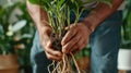 Person holding plant with visible roots