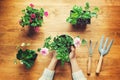 Person holding potted plant on a rustic table Royalty Free Stock Photo