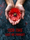 A person holding a red poppy flower in their hands, symbolizing Remembrance Day. Royalty Free Stock Photo