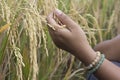 Person holding rice in the field. Ripe paddy closeup in hand of a farmer at harvesting season. Rice paddy with human hand Royalty Free Stock Photo