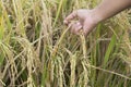 Person holding rice in the field. Ripe paddy closeup in hand of a farmer at harvesting season. Rice paddy with human hand Royalty Free Stock Photo