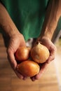 person holding ripe white onions in their hands Royalty Free Stock Photo