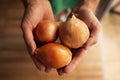 person holding ripe white onions in their hands Royalty Free Stock Photo