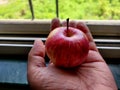 A person holding a small bight red ripen apple in hand