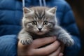 Person holding small kitten