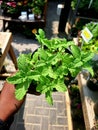 Person holding a small potted plant containing a lush and vibrant Peppermint herb