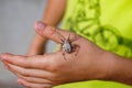 Person holding small spider in their hand with diamond on it Royalty Free Stock Photo