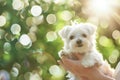 Person Holding Small White Dog