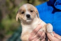 Person holding a small white puppy in their hands in a park setting in autumn Royalty Free Stock Photo