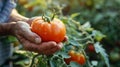 A person holding a tomato in their hands while it is still on the plant, AI Royalty Free Stock Photo