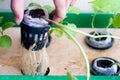 Person holding up the roots of hydroponic plant in net pot