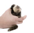 Person holding White-headed Marmoset