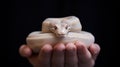 A person holding a white snake in their hands, AI