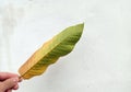 Person holding yellowed leaf