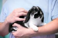 A person holding a young Lop eared rabbit