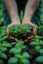 Person holding young plants in soil. Close-up of hands nurturing seedlings Royalty Free Stock Photo