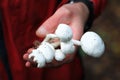 A person holds a clump of white wild mushrooms