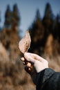 Person holds in hand first slight frost leaf in autumn.