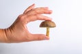 A person holds in his hand in fingers one raw jersey cow mushroom on a white background close-up. Horizontal orientation