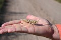 a person holds an ear of rye in his open palm Royalty Free Stock Photo