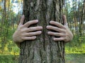 Person hugs a tree. Hands embrace trunk of a tree. Concept of careful attitude to the nature, environment protection