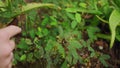 Person interacts with sensitive Mimosa pudica plant, causing leaves to fold in. Biologist examines plant response