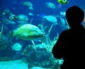 Person Looking at Fish in Aquarium