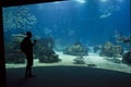 Person looking at the Lisbon Aquarium main tank