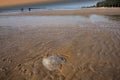 Person looking at Rhopilema nomadica jellyfish at the seaside. This kind of jellyfish has vermicular filaments with venomous sting