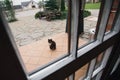 Person looks through window, like lonely black cat sits on porch and asks to enter house. Homeless animals concept.