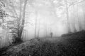 Person mushroom hunting in forest in the morning