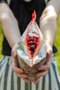 Person offering fresh cherries in a plastic zip-lock bag in a field under the sunlight