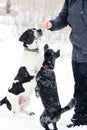 Expectant Pups in Snow Royalty Free Stock Photo