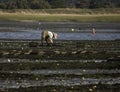 Person oyster fishing in Wellfleet Harbor, Wellfleet, Massachusetts