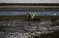 Person oyster fishing in Wellfleet Harbor, Wellfleet, Massachusetts