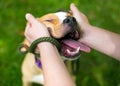 A person petting a happy Pit Bull Terrier mixed breed dog