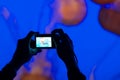Person photographing jelly fish