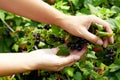 Person picking blackcurrants in domestic garden Royalty Free Stock Photo