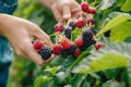 person picking fresh berries at an organic upick farm Royalty Free Stock Photo