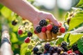 person picking fresh berries at an organic upick farm Royalty Free Stock Photo