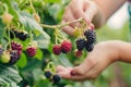 person picking fresh berries at an organic upick farm Royalty Free Stock Photo