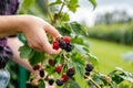 person picking fresh berries at an organic upick farm Royalty Free Stock Photo